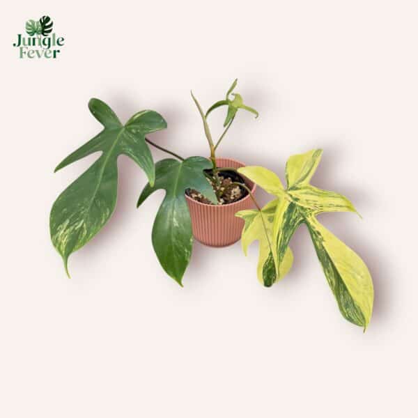 FLORIDA BEAUTY SC WS1-Photoroom (1) FLORIDA BEAUTY SC WS1-Photoroom (1)