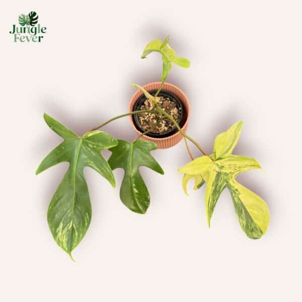 FLORIDA BEAUTY SC WS2-Photoroom (1) FLORIDA BEAUTY SC WS2-Photoroom (1)