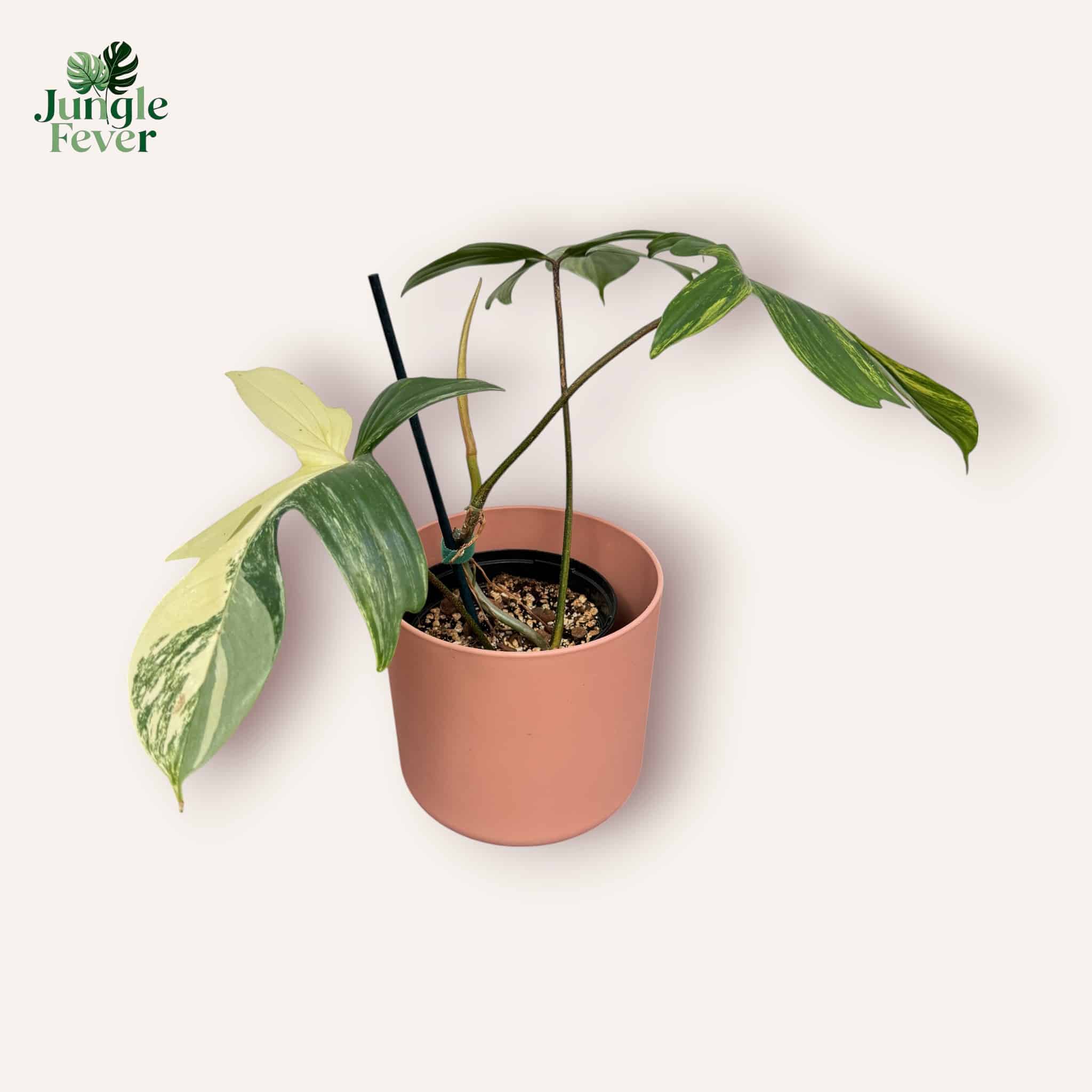 flo beauty flo beauty