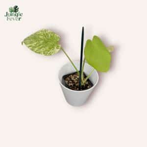 Monstera Deliciosa Mint variegata