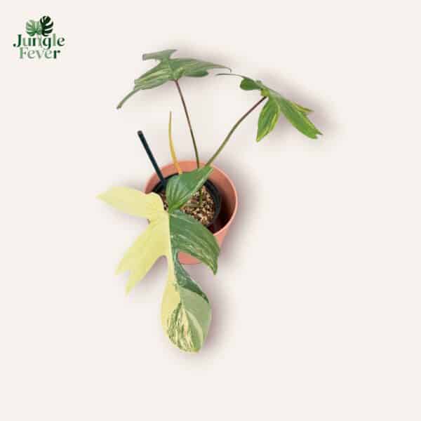 PHIL FLOR BEAUTY SC WS-Photoroom-Photoroom PHIL FLOR BEAUTY SC WS-Photoroom-Photoroom