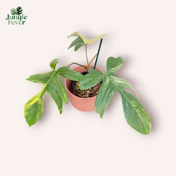 PHIL FLOR BEAUTY SC WS1-Photoroom-Photoroom PHIL FLOR BEAUTY SC WS1-Photoroom-Photoroom