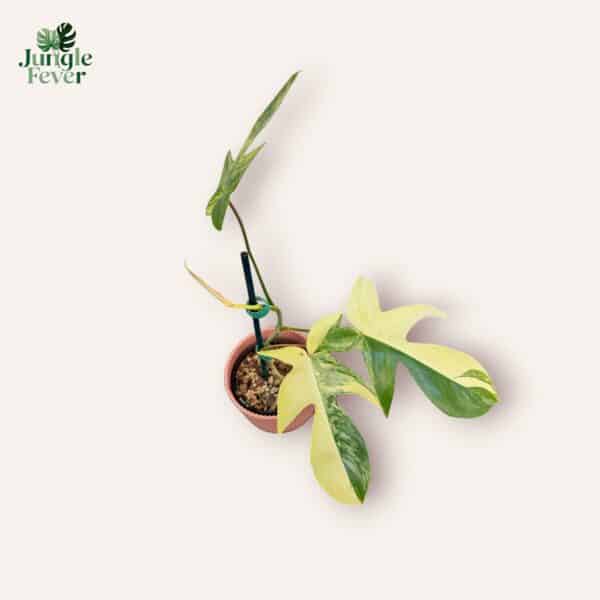 PHIL FLOR BEAUTY SC WS5-Photoroom-Photoroom PHIL FLOR BEAUTY SC WS5-Photoroom-Photoroom