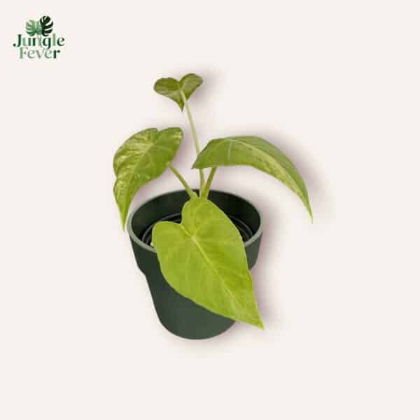 gag aurea sc ws3-Photoroom gag aurea sc ws3-Photoroom