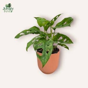 Monstera Adansonii 'Mint variegata'