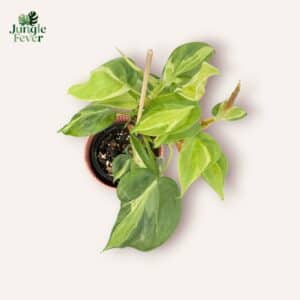 Philodendron Cream Splash
