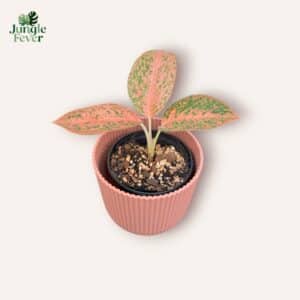 Aglaonema Orange Stardust