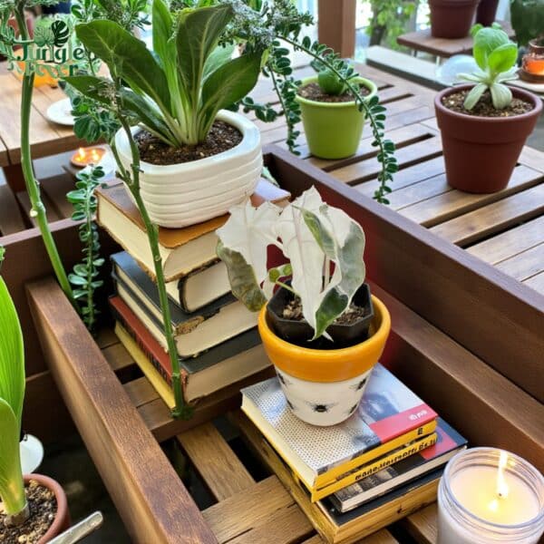 POLLY VAR LS WS POLLY VAR LS WS