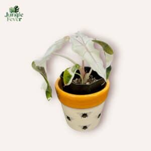 Alocasia Polly Variegata - High variegation