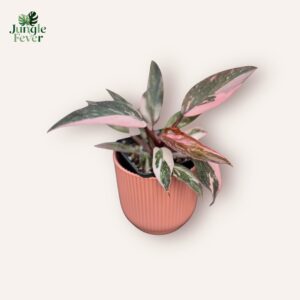 Philodendron Burgundy Princess