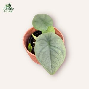 Alocasia Melo