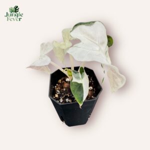 Alocasia Polly Variegata - High variegation