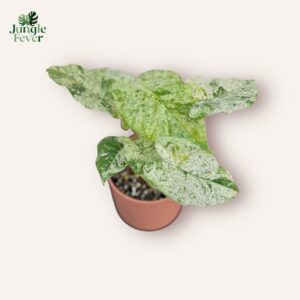 Alocasia Odora Batik Variegata