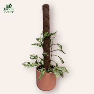 Monstera Frozen Freckles with Kratiste support pole