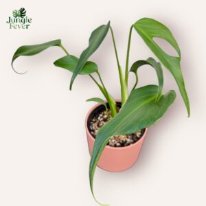 Monstera Burle Marx Flame