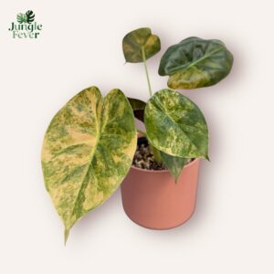 Alocasia Wentii Variegata