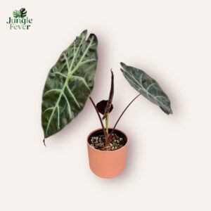 Alocasia Suhirmaniana 'Red Petiole'