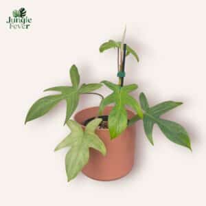 Philodendron Florida Ghost Mint