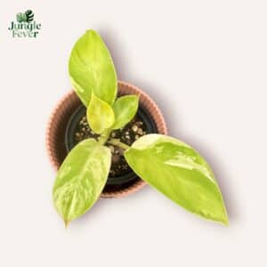 Philodendron Moonlight variegata