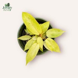 Philodendron Snowdrift