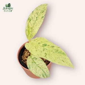 Raphidophora Megasperma Gorilan Variegata