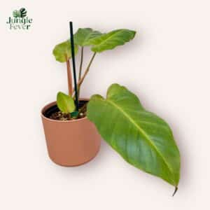 Philodendron Jungle Fever 'mint'