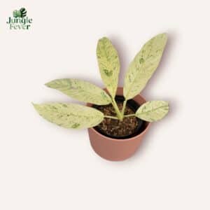 Raphidophora Megasperma Gorilan Variegata