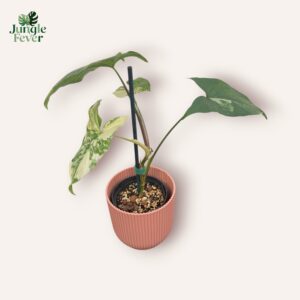 Syngonium Podophyllum Aurea