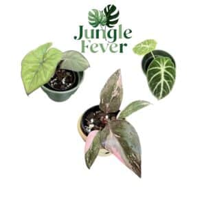 Jungle Fever Baby Box