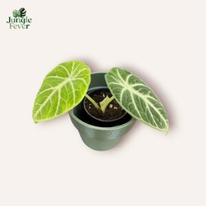 Jungle Fever Baby Box