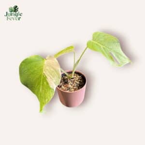 Monstera Deliciosa Albo - Variegata