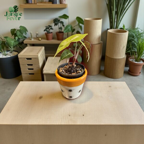 POLLY AUREA LS WS-Photoroom (1)