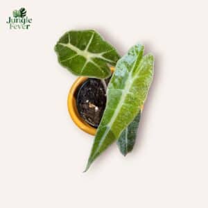 Alocasia Polly Aurea