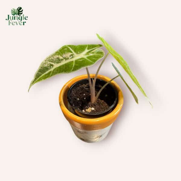 POLLY AUREA SC WS2-Photoroom (1)