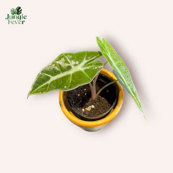 POLLY AUREA SC WS3-Photoroom