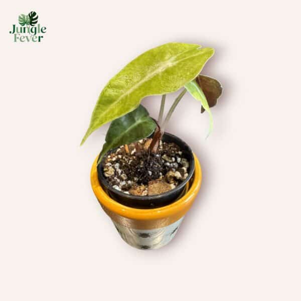 POLLY AUREA SC WS5-Photoroom