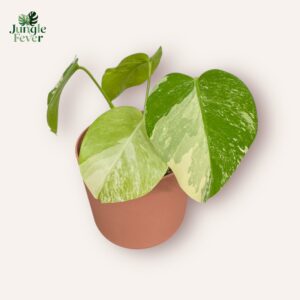 Monstera Deliciosa Albo Variegata