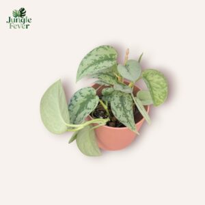 Scindapsus Pictus 'Silver Lady'